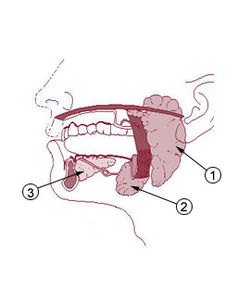 耳下腺（①耳下腺②顎下腺③舌下腺